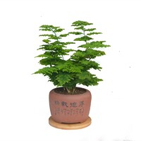 十款创意微景观盆景产品榜 DIY微景观盆景商品推荐｜韵沃网络服务